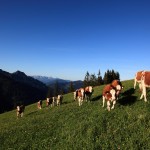 Kälber an der Piste zur Sonnenbahn-Talstation