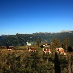 Rinder an der Familienabfahrt 3 vom Kreuzkogel