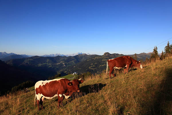 Kühe am "Lärchenhang"