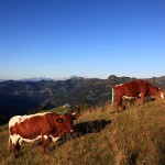 Pinzgauer Rinder am Lärchenhang