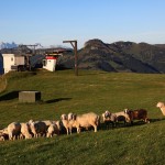 Schafe an der Sonnenbahn-Bergstation