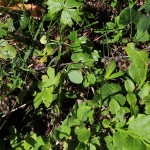 Kreuzotter - flüchtet vom Wanderweg in den üppigen Waldboden