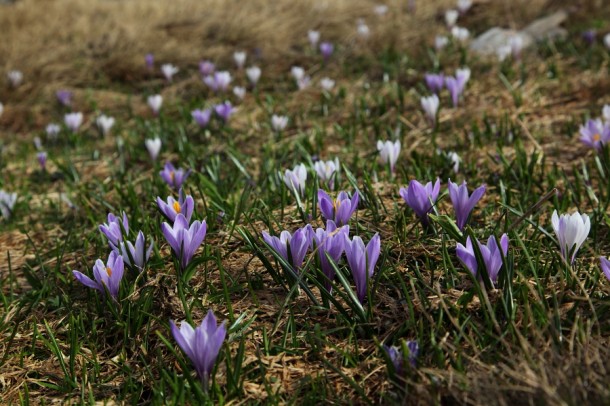 Krokusse bei der Röschenbergalm