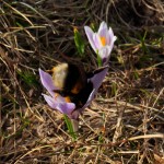 Krokus mit Hummel