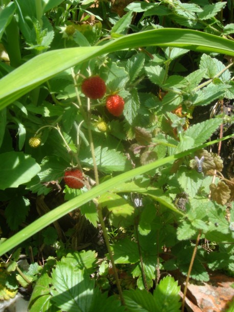 Mmmh, köstliche Walderdbeeren im Garten von Katharina Kühr