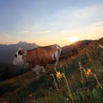 Almstimmung bei der Maurachalm