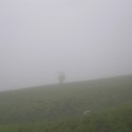 Mystisch - Kuh im Nebel