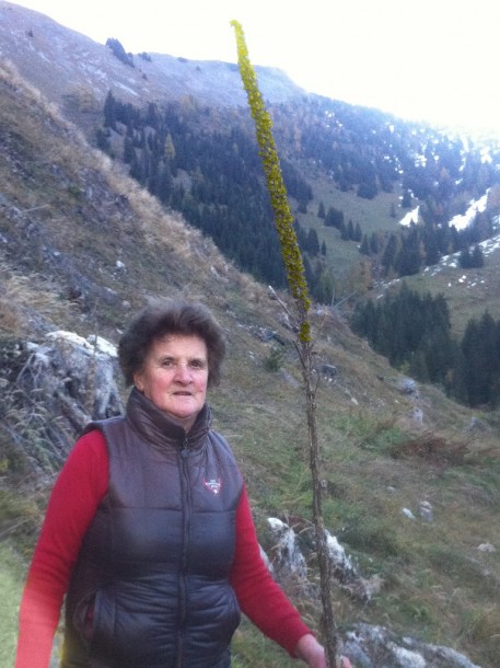 Anna, meine Mama und Sennerin der Karseggalm unterhalb der Kitzsteingabel mit einer Königskerze von mindestens 2,5 Meter Höhe.