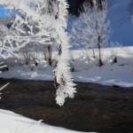 Ein filigranes Winterkleid umhüllt Bäume und Sträucher