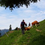 Und gleich das nächste Hinderniss: Eine Kuhherde mitten am Weg