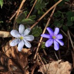 Leberblümchen - Ungleiche Geschwister