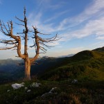 Erstes Sonnenlicht taucht die Zirbe in zartes gelb