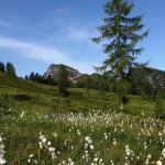 Am Rückweg von der Loosbühelalm: Wollgras überzieht die Almwiesen