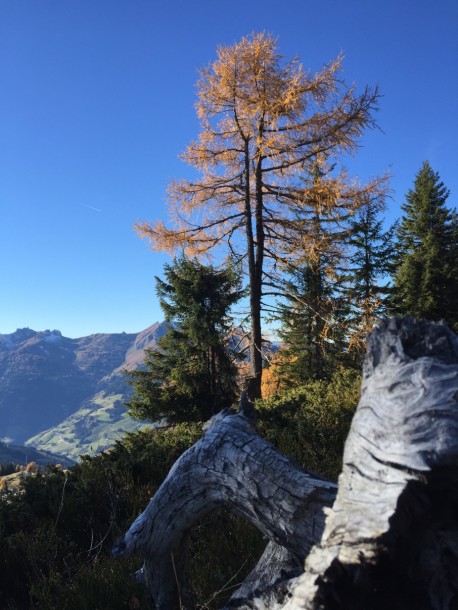 Lärche auf der Karseggalm am 26. Oktober 2015