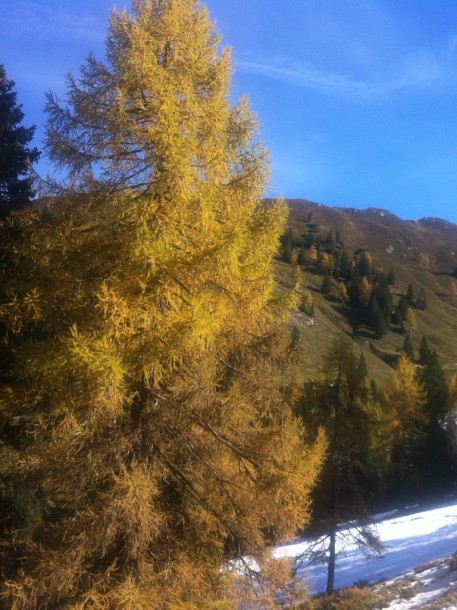 Lärchen auf der Loosbühelalm - zuerst wirft die Lärche die Nadeln ab, dann wird es erst endgültig Winter.