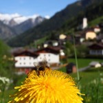 Biene vor Landeanflug auf Hüttschlag ...