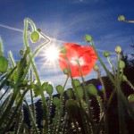 Späte Sommerblüte - aufgenommen an einer Hauseinfriedung am Stadluck-Güterweg