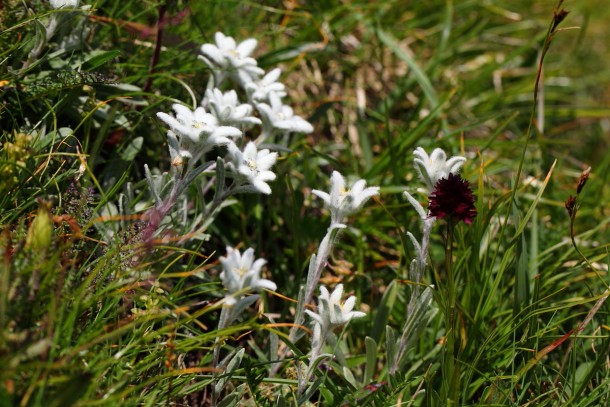 Kohlröschen und Edelweiss