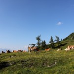 Kühe oberhalb vom Paarsee