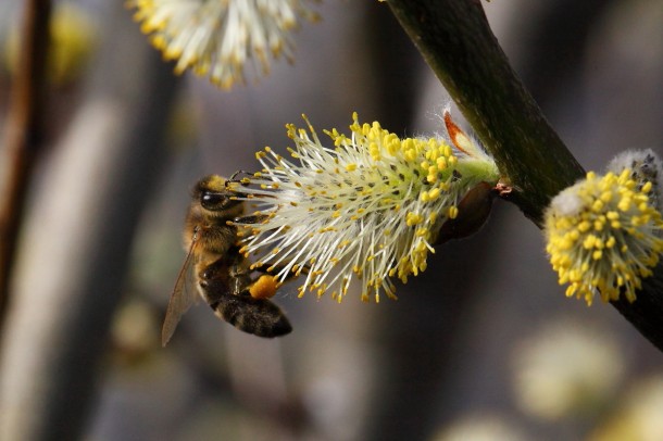 Fleißig sammeln die Bienen Nektar auf den üppig blühenden Weidenkätzchen