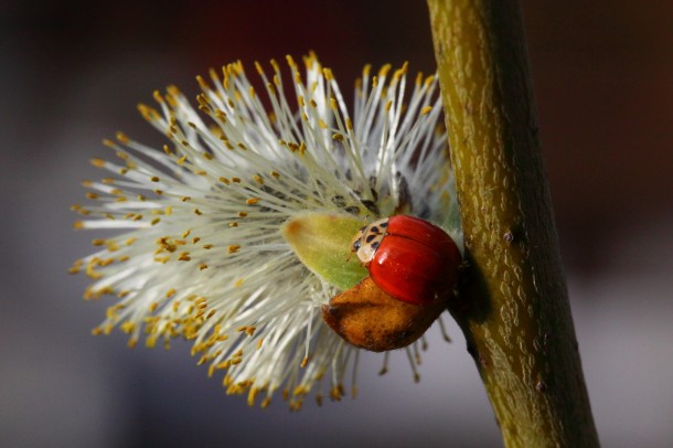 April 2014: Insektion freuen sich über den ersten Nektar des Jahres auf den Weidenkätzchen ("Poimkatzl")