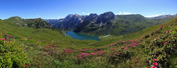 Almrosenblüte am Tappenkarsee