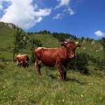 Liefern den Rohstoff für unseren herrlichen Käse: Gesunde und wahrscheinlich "glückliche" Kühe auf den Almen