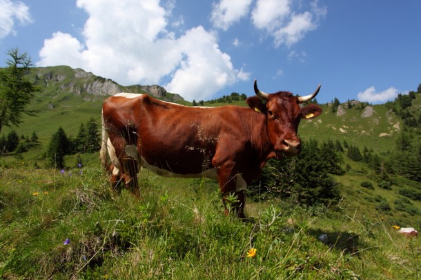Pinzgauer Kuh auf der Aulam