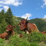 Almfrieden - Pinzgauer Kuhherde auf der Kreealm