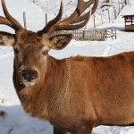 Ein Prachtexemplar von einem Hirsch