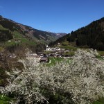 Baumblüte beim Reitbauer, Blick zur Pfarrkirche Großarl