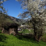 Baumblüte beim Reitbauer, Blick zur Pfarrkirche Großarl II