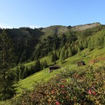 Die ersten Almrosen über der Karseggalm