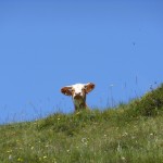 Alles unter Kontrolle! Eine Wachkuh (ähnlich Wachhund) auf der Gerstreidalm