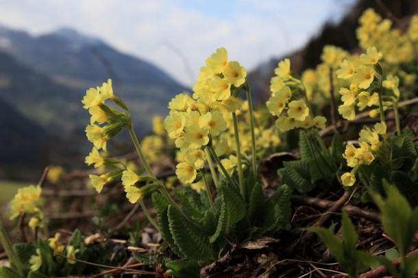 Schlüsselblumen