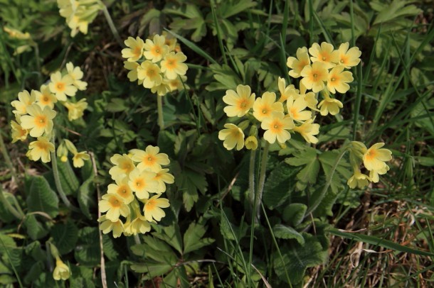 Schlüsselblumen - nicht nur schön zum Ansehen, auch sehr gesund