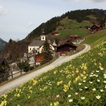 Schluesselblumen