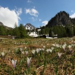 Krokuswiese an der Filzmoosalm