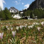 Krokuswiese an der Filzmoosalm