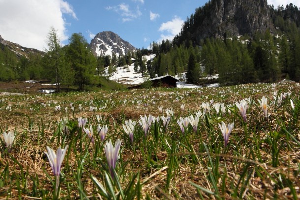 Krokuswiese an der Filzmoosalm