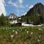 Krokusse und Alpenglöckchen vor der Kulisse des Draugsteins