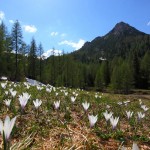 Krokuswiese an der Filzmoosalm