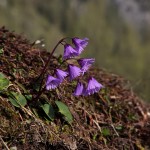 Soldanellen ("Alpenglöckchen")