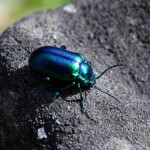 Farbenfroher Käfer