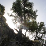 Die Zirbe gilt als Lebenskünstler im felsigen Hochgebirge