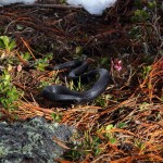 Schwarze Kreuzotter - "Höllenotter" in Drohstellung