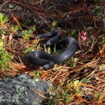 Schwarze Kreuzotter - "Höllenotter" in Drohstellung