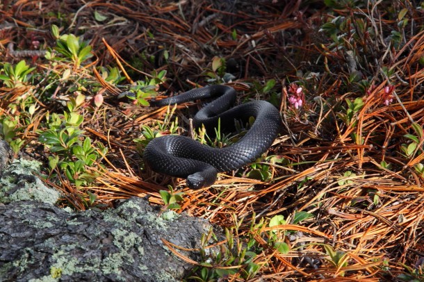 Schwarze Kreuzotter - "Höllenotter" in Drohstellung