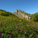 Alpen-Süssklee im Igltal