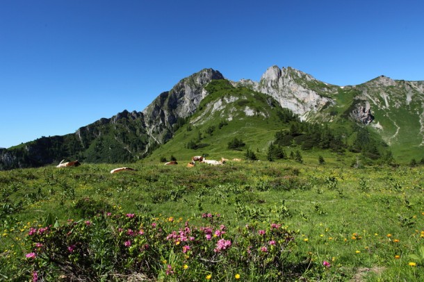 "Almfrieden" - Blick zu Schober, Höllwand und Sandkogel